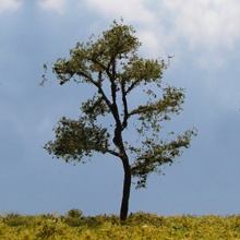 model trees